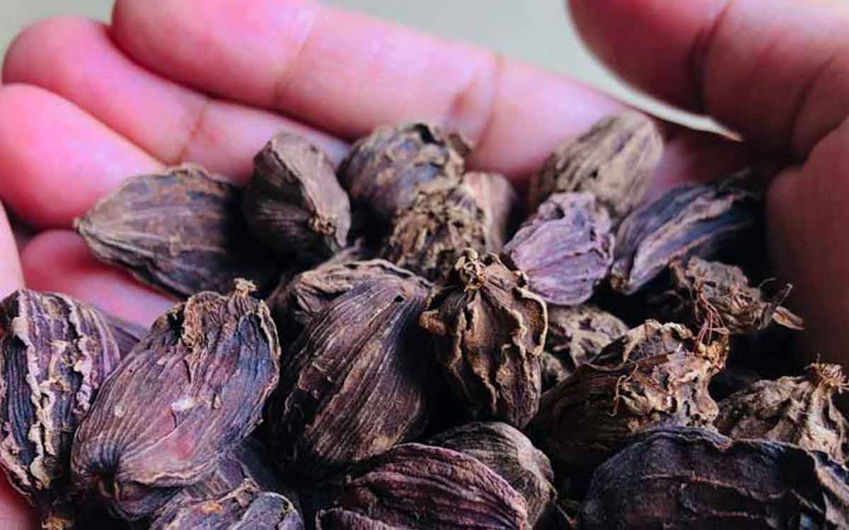 Black Cardamom | న‌ల్ల యాల‌కుల‌ను ఎప్పుడైనా తిన్నారా..? వీటితో క‌లిగే లాభాలు తెలిస్తే ఆశ్చ‌ర్య‌పోవ‌డం ఖాయం..!