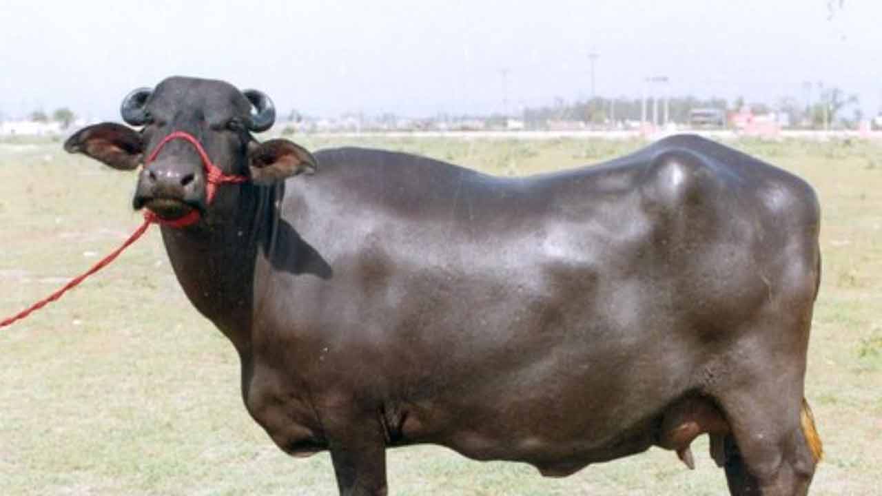 Buffalo | విద్యుత్ షాక్‌తో రెండు బర్రెలు మృతి