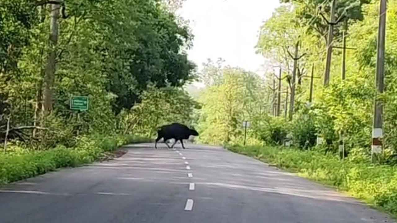 Wild buffaloes | మేడారం రహదారిలో అడవి దున్నల సంచారం