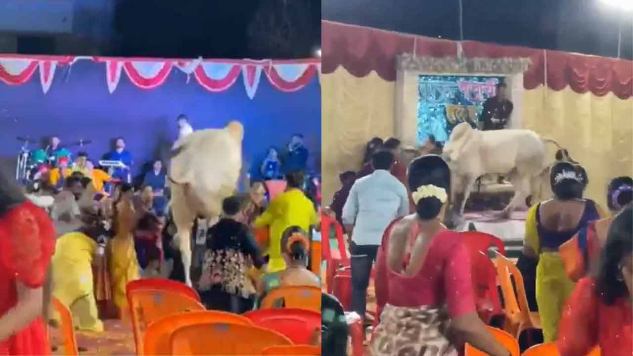 Bull Attack | ఫ్యామిలీ ఫంక్ష‌న్‌లో ప‌రేషాన్ చేసిన ఎద్దు.. వీడియో