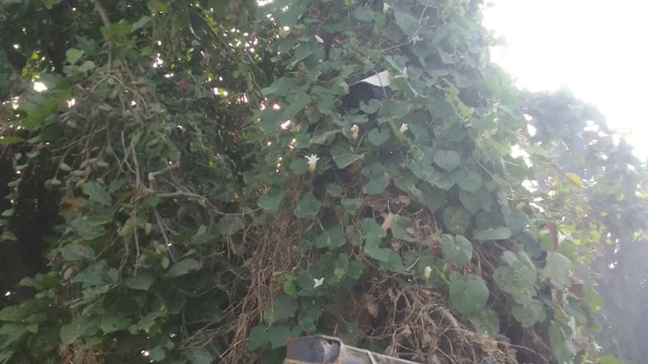 CCTV cameras | సీసీ కెమెరాల పట్ల నిర్లక్ష్యం..పెరుగుతున్న నేరాలు