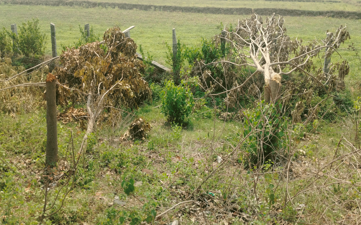 Chandrugonda : చండ్రుగొండ‌లో హరితహారం చెట్లు నరికివేత
