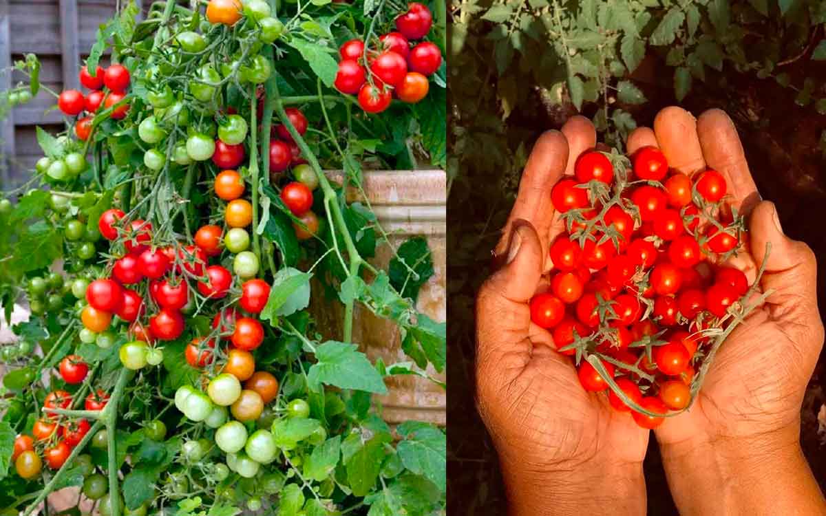 Cherry Tomatoes | ఈ కాయ‌ల గురించి మీకు తెలుసా..? ఎక్క‌డ క‌నిపించినా విడిచిపెట్ట‌కుండా తెచ్చి తినండి.. ఎందుకంటే..?