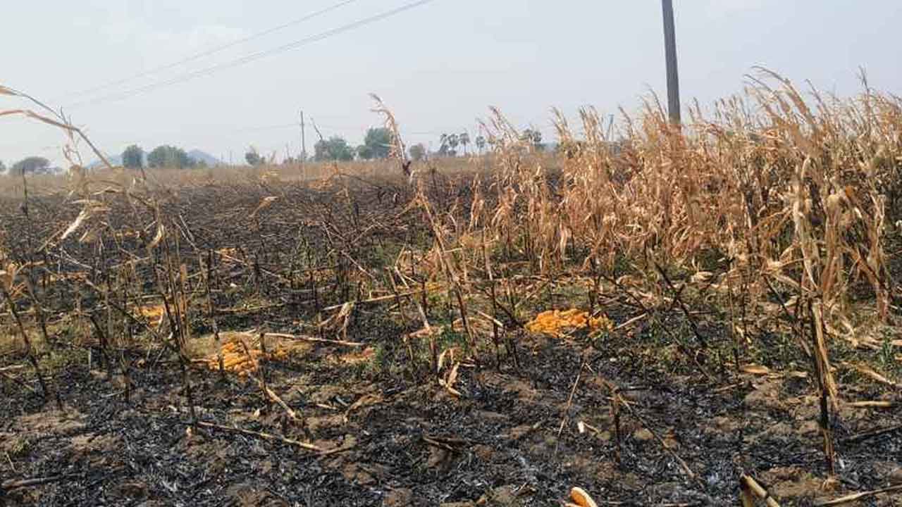 Fire accident | అగ్ని ప్రమాదంలో మొక్కజొన్న, ఆయిల్ ఫామ్ తోటలు దగ్ధం