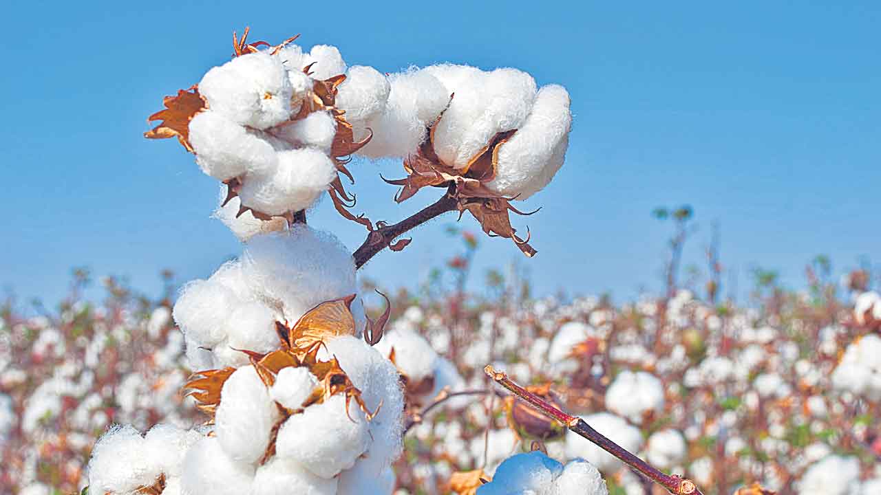 Cotton Procurement | పత్తి కొనుగోళ్లలో అక్రమాలు?.. ఎన్నడూ లేని విధంగా భారీగా టీఆర్‌ల జారీ!