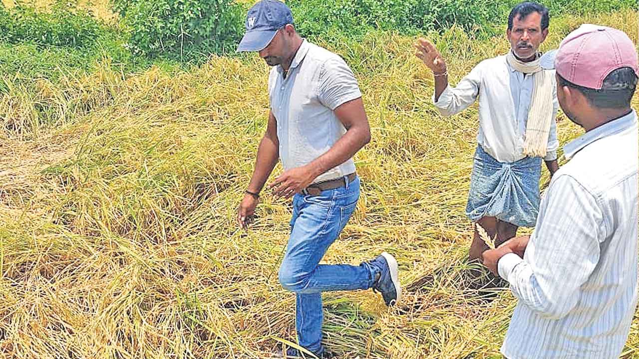 Crops Damaged 2