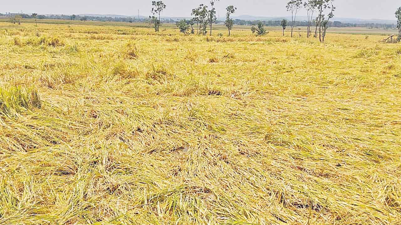 Crops Damaged