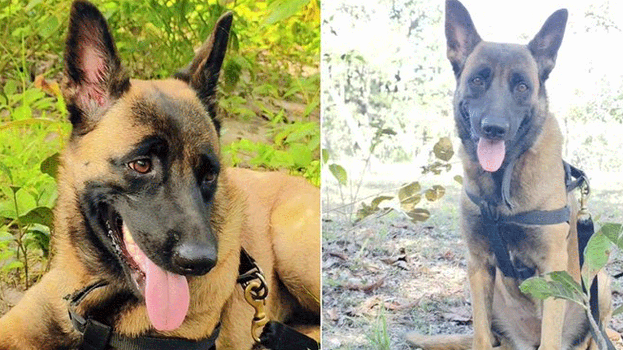 CRPF Dog: క‌ర్రెగుట్ట‌ల్లో కూంబింగ్‌.. తేన‌టీగ‌ల దాడిలో సీఆర్పీఎఫ్ శున‌కం మృతి