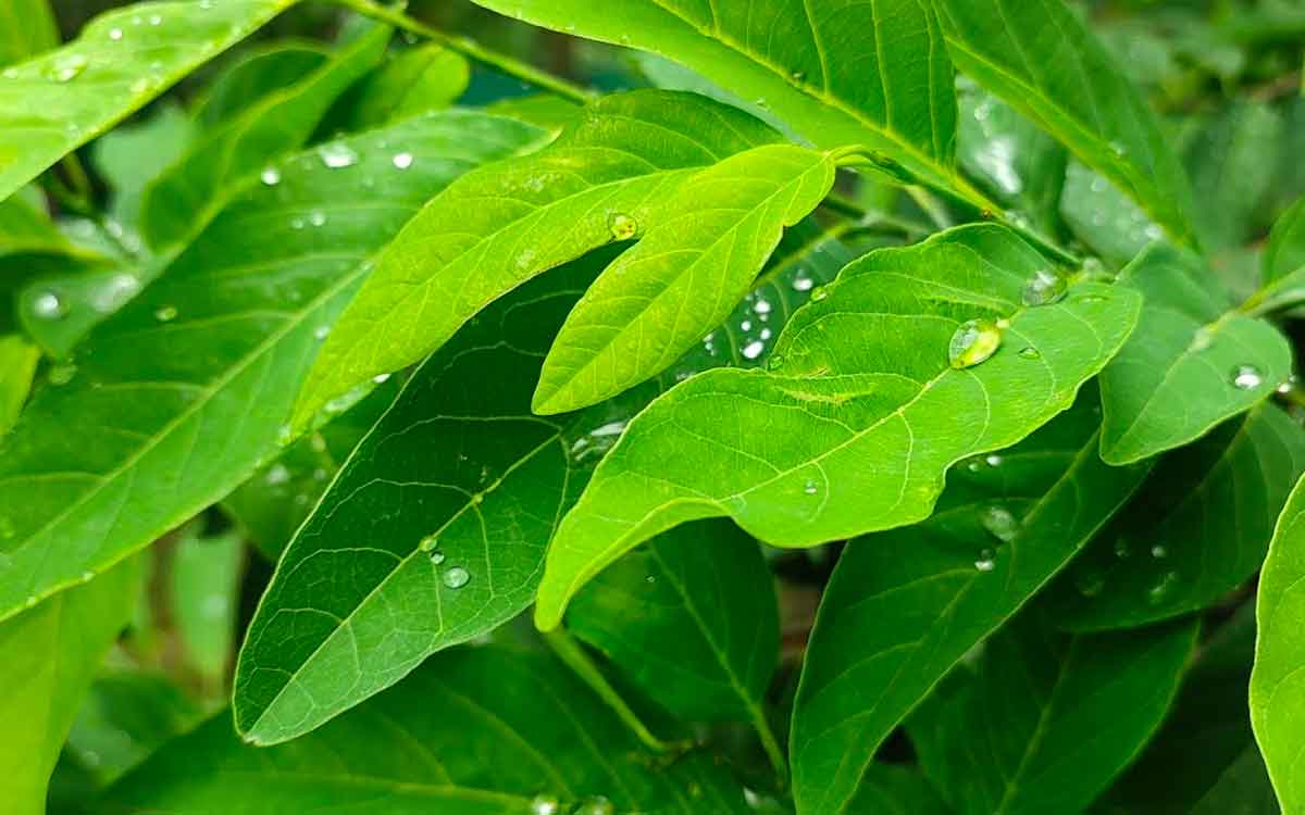 Custard Apple Leaves | సీతాఫ‌లం ఆకుల‌తో ఏయే వ్యాధుల‌ను ఎలా న‌యం చేసుకోవచ్చంటే..?