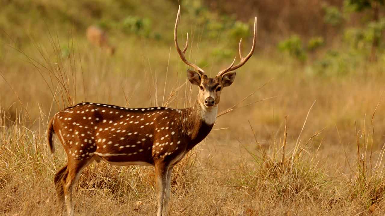 Deer Dies | హైద‌రాబాద్ – శ్రీశైలం హైవేపై జింక మృతి