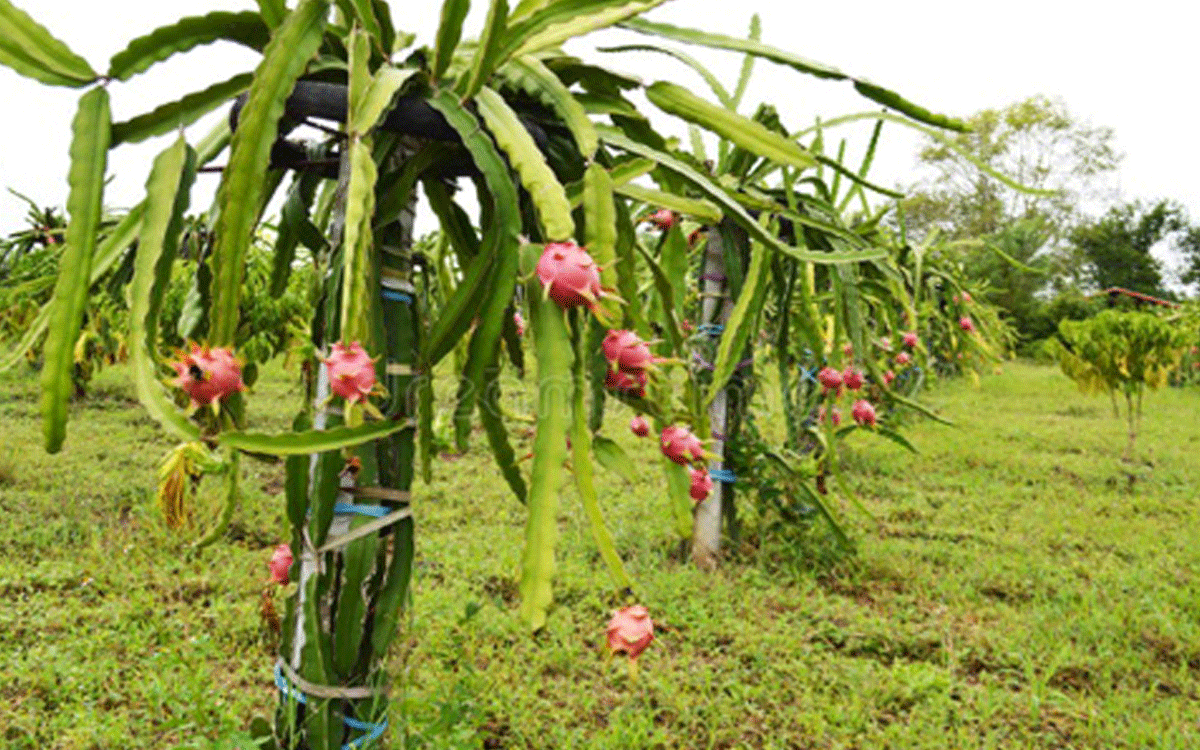 Munugode : పండ్ల తోటల పెంపకానికి ద‌ర‌ఖాస్తులు : ఎంపీడీఓ విజ‌య‌భాస్క‌ర్