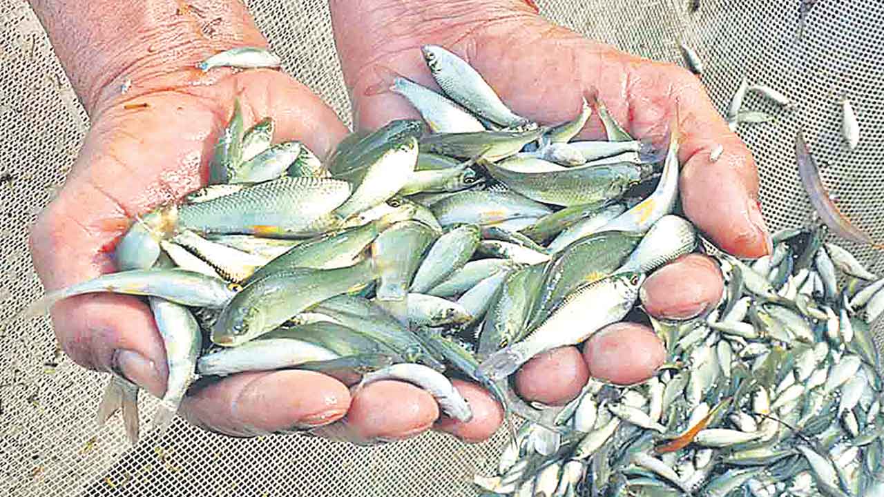 Fish Distribution | మత్స్యకారులకు నిరాశే.. ఈ ఏడాది సైజు సరిగా పెరగని చేపపిల్లలు!