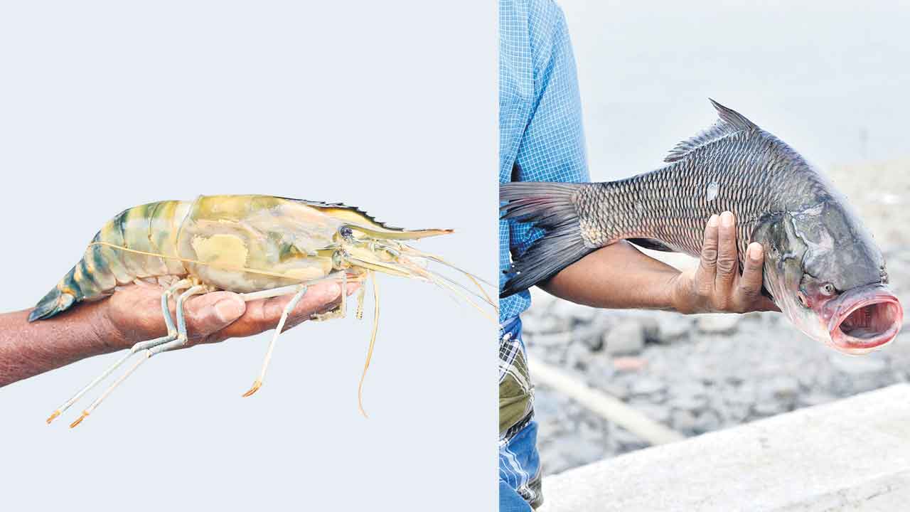 Fish