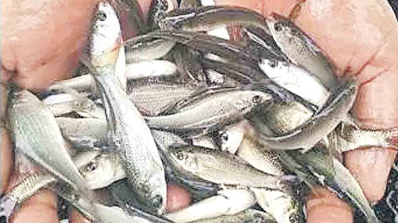 Telangana | అంచనాల్లో ఘనం.. అమలులో సగం.. చేప పిల్లల పంపిణీపై సర్కారు నిర్లక్ష్యం