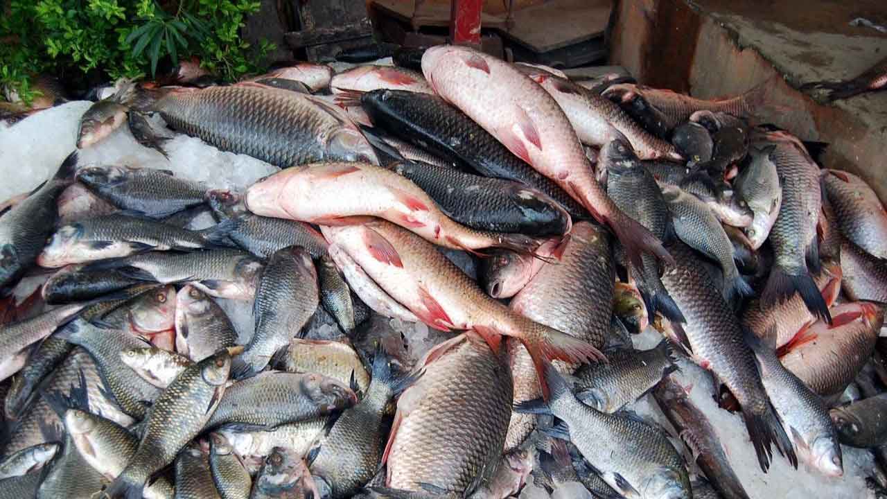 Fishes