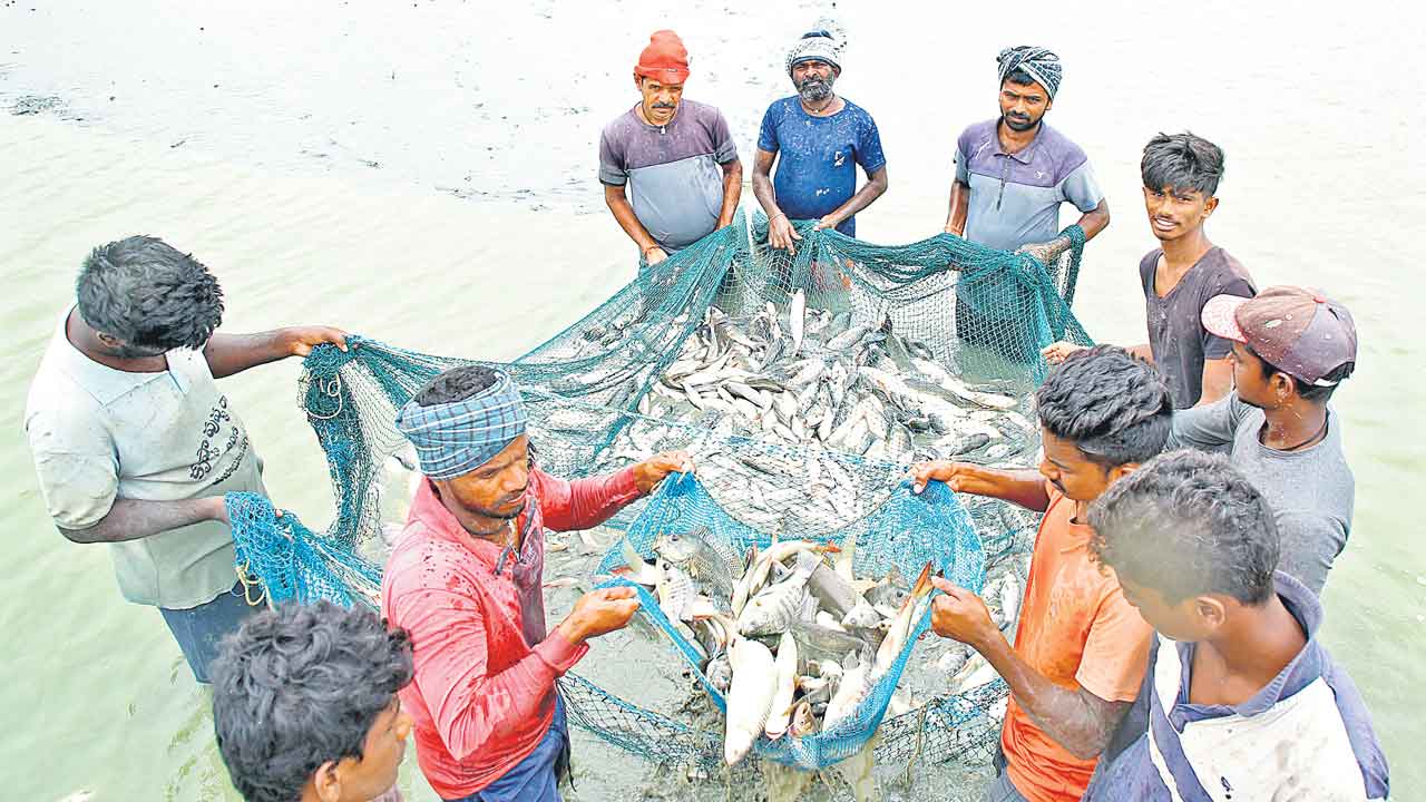 గందరగోళంగా చేపపిల్లల పంపిణీ