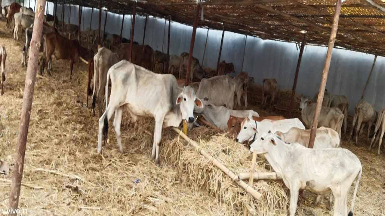 Vemulawada | రాజన్న గోశాలలో కోడెల మృత్యుఘోష..