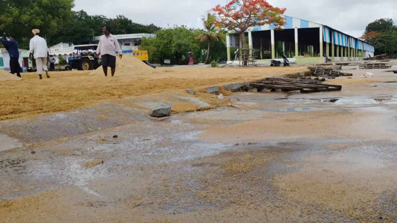 Siddipet | అకాల వర్షానికి కొట్టుకుపోయిన వడ్లు..ఆందోళనలో రైతులు