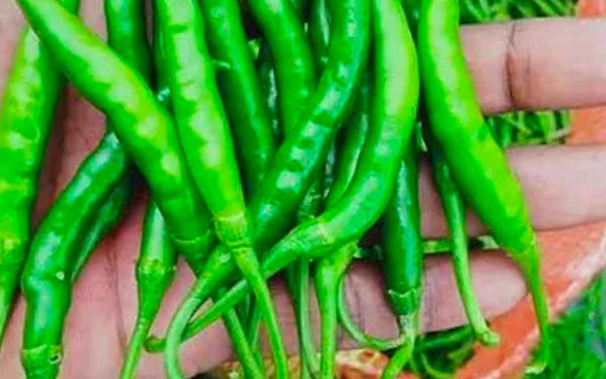 Green Chilli | కారంగా ఉంటుందని పచ్చిమిర్చిని పక్కన పెట్టేస్తున్నారా.. ఈ లాభాలు తెలిస్తే ఇకపై అలా చేయరు..!