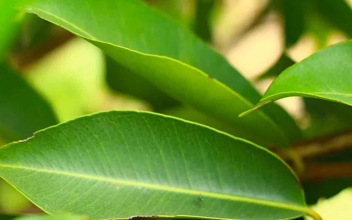 Jamun Tree Leaves | ప్ర‌కృతి మ‌న‌కు అందించిన వ‌రం.. నేరేడు చెట్టు.. దీని ఆకుల‌తో ఏయే లాభాలు క‌లుగుతాయంటే..?