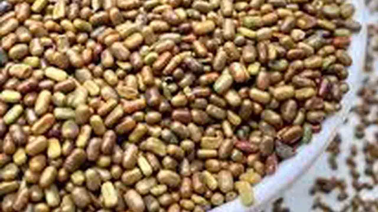 Subsidy seeds | సబ్సిడీపై జీలుగ విత్తనాలు పంపిణీ