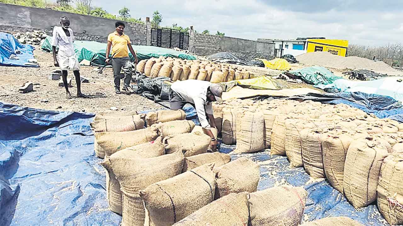 జొన్న తడిసింది