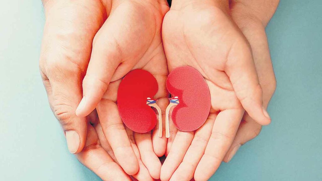 Kidney