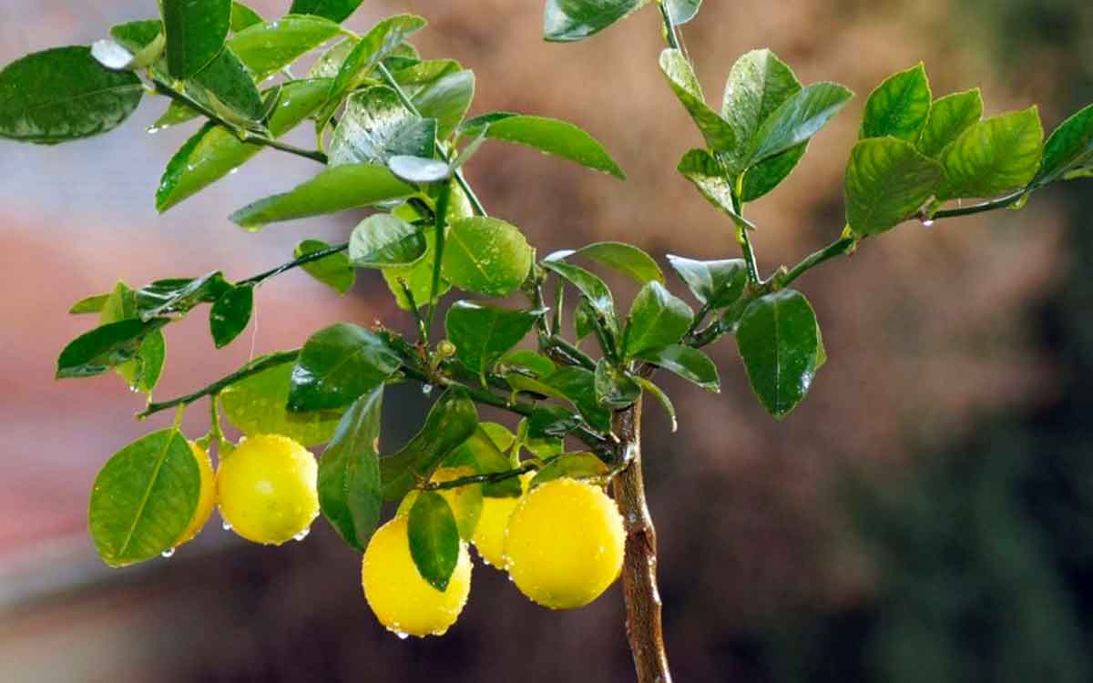 Lemon Leaves | నిమ్మ ఆకుల‌ను ఎలా ఉప‌యోగించాలంటే.. ఈ ఇంటి చిట్కాల‌ను పాటించండి..!