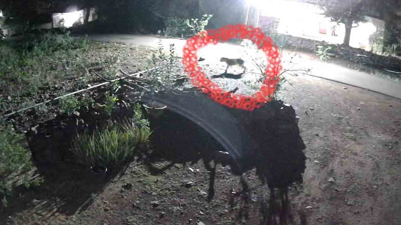 దోమలపెంటలో చిరుత సంచారం