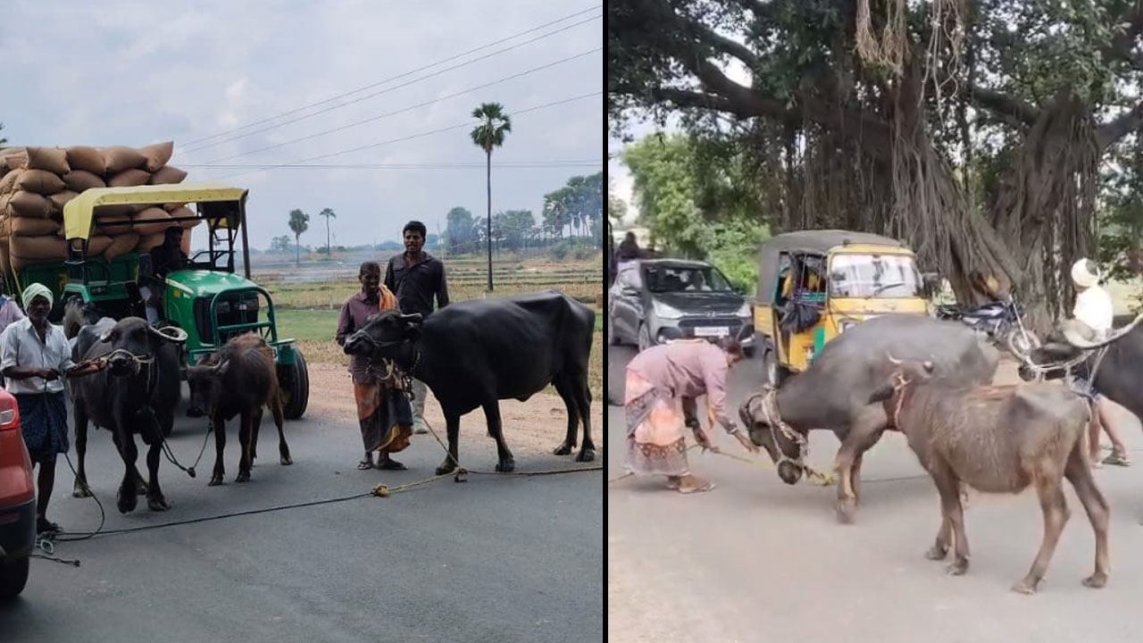 Protest | కరెంట్‌ కోసం.. రోడ్డుపై బర్రెలను కట్టేసి రైతు దంపతుల నిరసన
