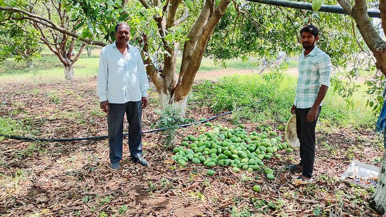 Nizampet | నిజాంపేట మండలంలో గాలి వాన బీభత్సం.. తడిసిన ధాన్యం, నేలరాలిన మామిడి