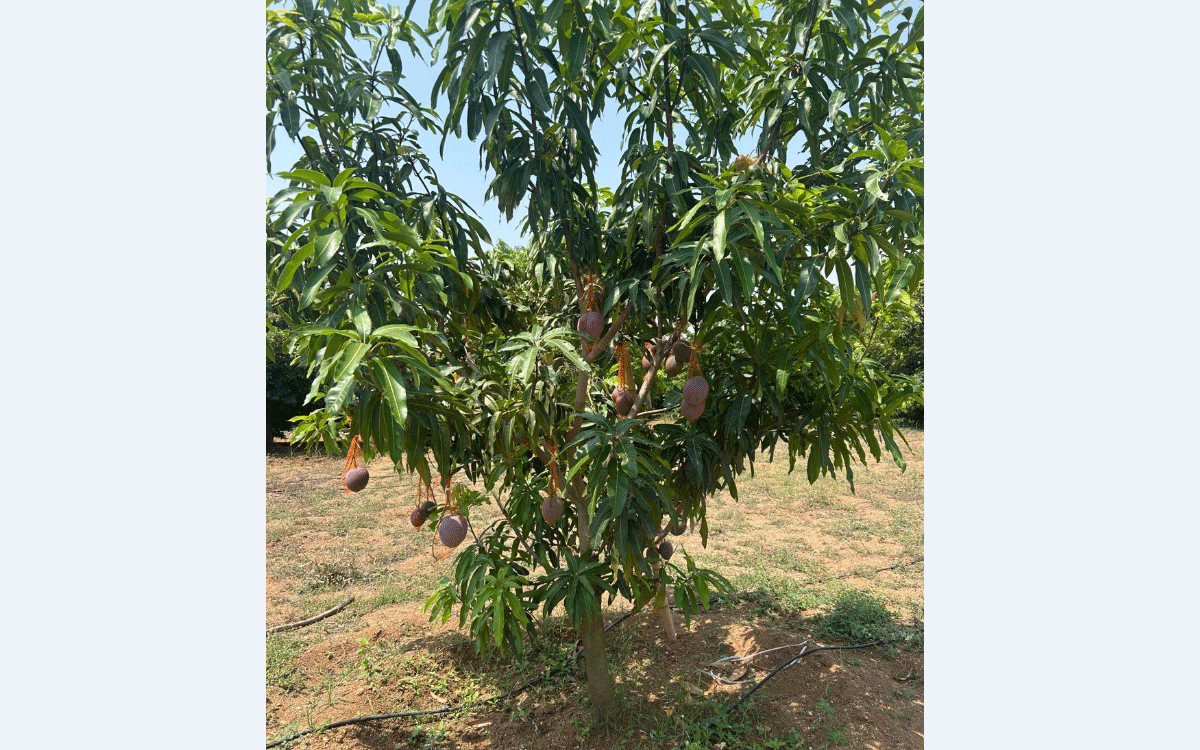 Khammam Rural : ఖమ్మంలో ఖరీదైన మామిడి.. కిలో రూ.2.50 ల‌క్ష‌లు