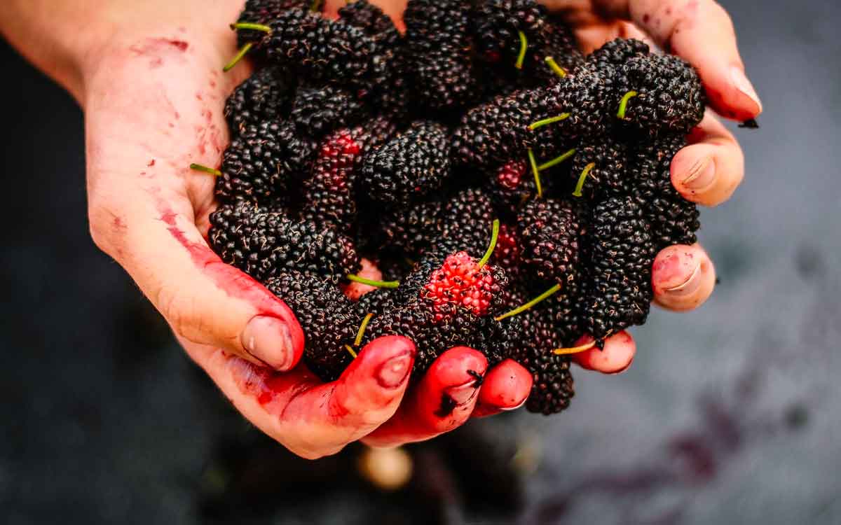 Mulberry Fruits | ఈ పండ్ల‌ను మీరు ఎప్పుడైనా తిన్నారా..? వీటి లాబాలు తెలిస్తే అస్స‌లు విడిచిపెట్ట‌రు..!