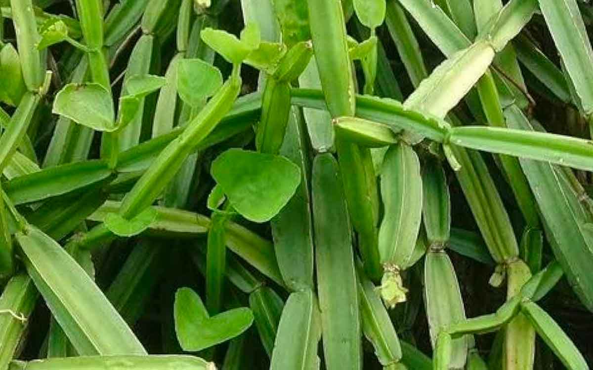 Nalleru | మ‌న చుట్టూ ప‌రిస‌రాల్లో పెరిగే మొక్క ఇది.. దీని ప్ర‌యోజనాలు తెలిస్తే ఆశ్చ‌ర్య‌పోతారు..