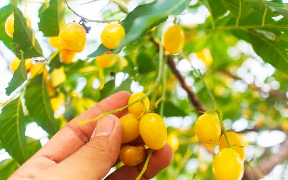 Neem Fruit | వేప పండ్ల గురించి ఈ నిజాలు తెలుసా..? ప్ర‌కృతి మ‌న‌కు అందించిన ఆరోగ్య ప్ర‌దాయిని ఇవి..!