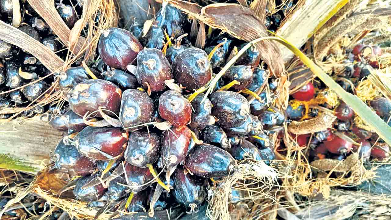 Oil Palm | ఫలించిన కేసీఆర్‌ కృషి.. కోతకు వచ్చిన ఆయిల్‌పాం పంట