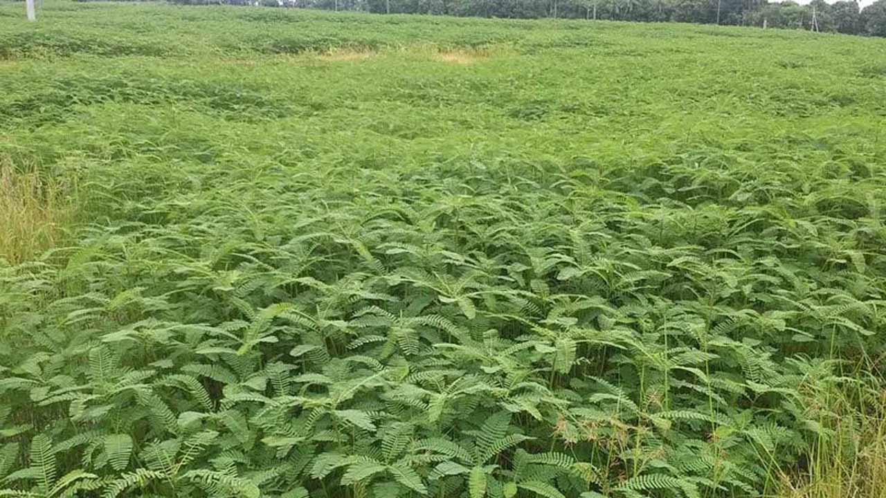 సబ్సిడీపై జీలుగ విత్తనాలు : షాద్ నగర్ వ్యవసాయ శాఖ