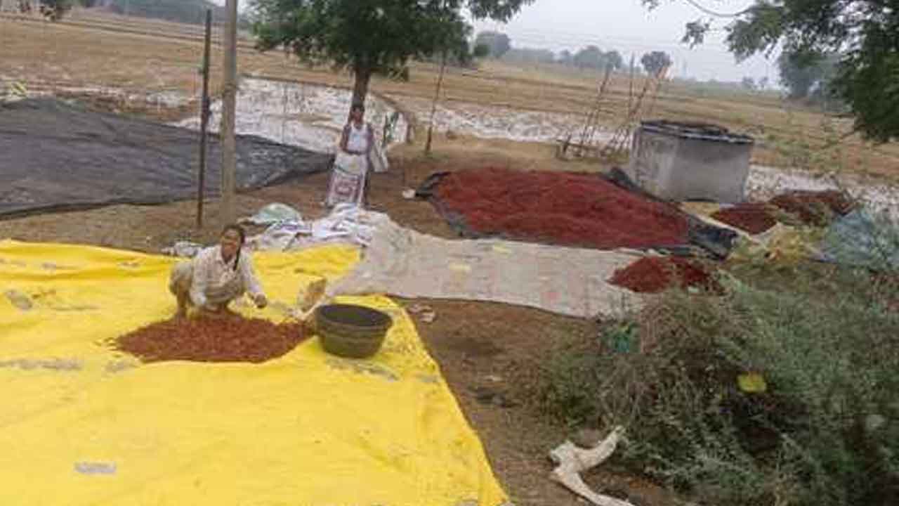 Rains | అకాల వర్షాలతో రైతన్న ఆగమాగం