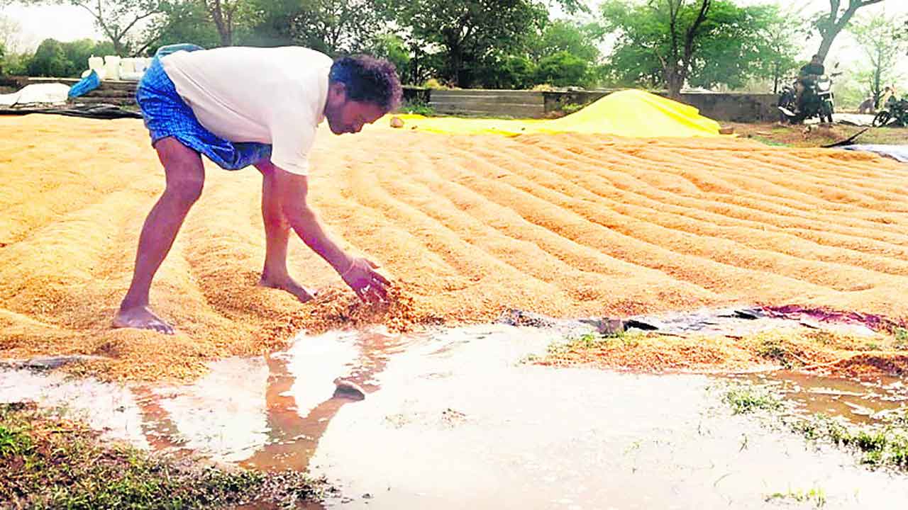 మొలకెత్తిన ధాన్యం.. రైతన్న ఆగం