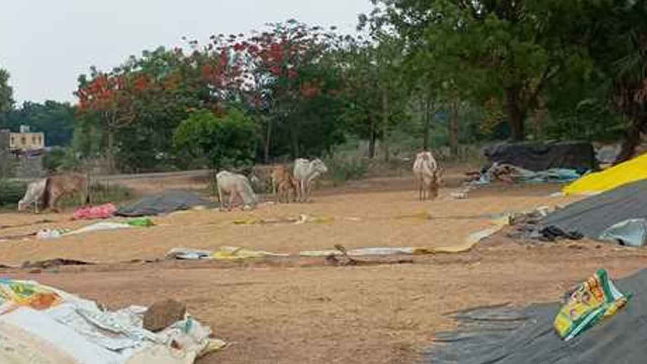 Grain purchasing centers | పశువుల మేతగా కొనుగోలు కేంద్రాల్లో ధాన్యం.. పట్టించుకోని సిబ్బంది