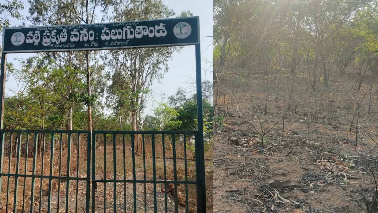 Doma | పలుగుతండా పల్లె ప్రకృతి వనం బుగ్గిపాలు.. పట్టించుకోని అధికారులు