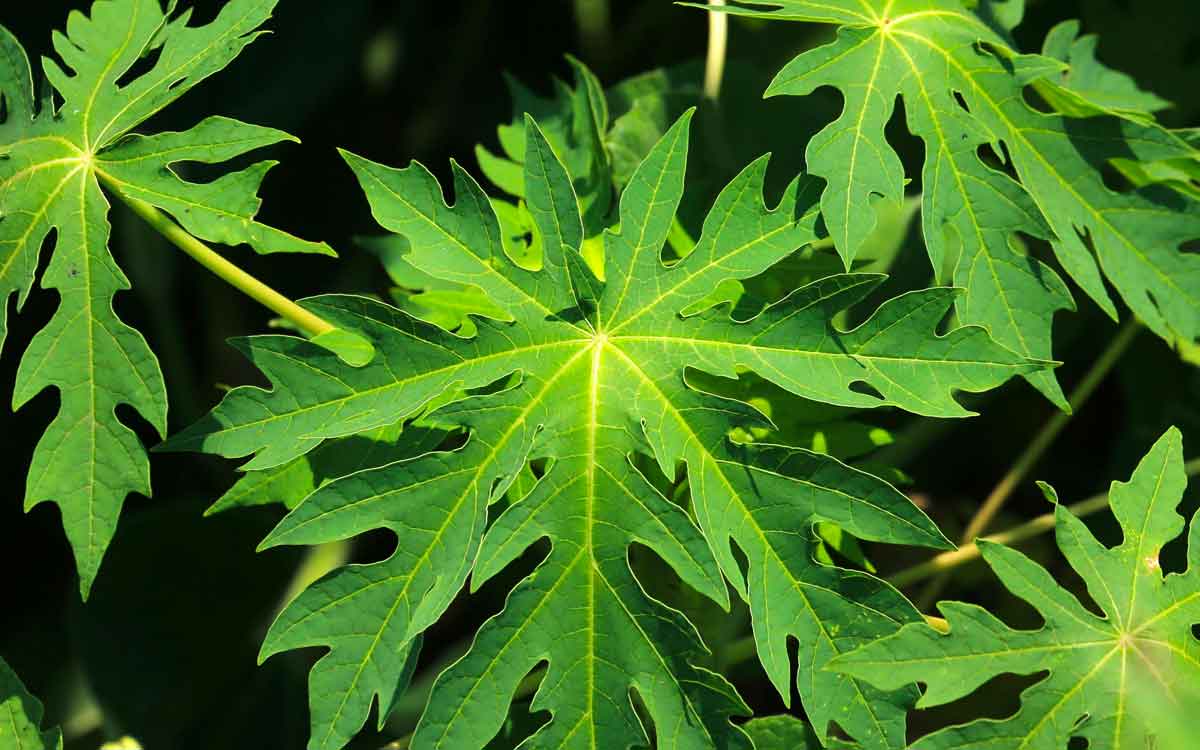 Papaya Leaves | సీజ‌న‌ల్ వ్యాధుల నుంచి ఉప‌శ‌మ‌నం పొందాలంటే.. ఈ ఆకుల జ్యూస్‌ను తీసుకోవాల్సిందే..!