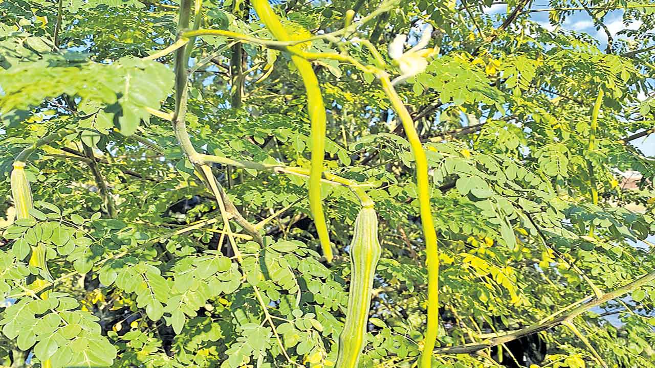 ఒక్క చెట్టు.. ఎన్నో ప్రయోజనాలు!