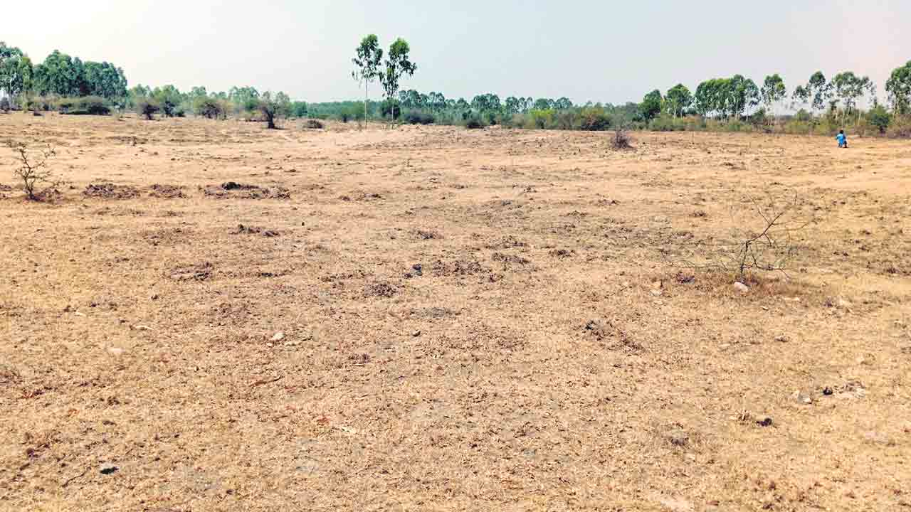 పచ్చదనంపై పట్టింపేది?