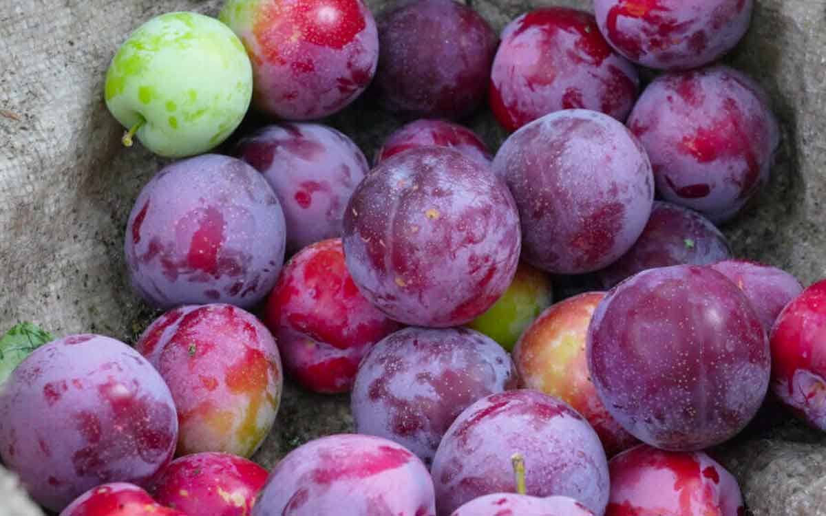 Plums | ఈ పండ్ల‌ను అంత తేలిగ్గా తీసిపారేయ‌కండి.. వీటితో క‌లిగే లాభాలు తెలిస్తే ఆశ్చర్య‌పోతారు..