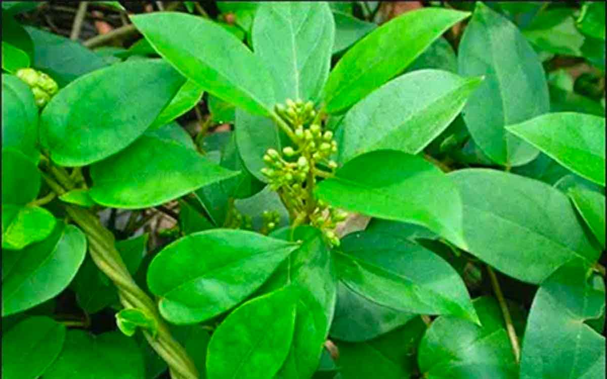 Podapathri Leaves | డయాబెటిస్ ఉన్నవారికి వరం ఈ ఆకులు.. ఇంకా ఎన్నో లాభాలను పొందవచ్చు..