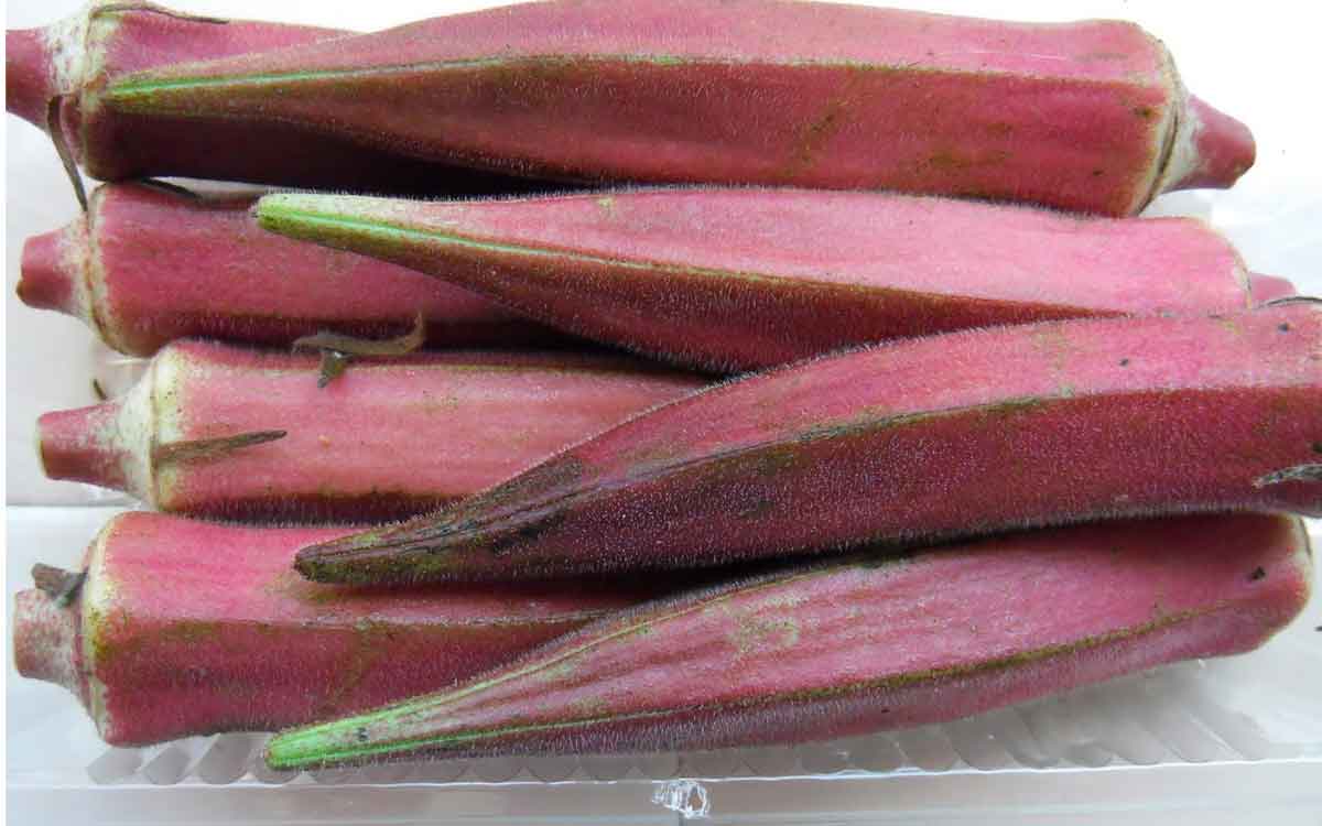 Purple Okra | ప‌ర్పుల్ రంగు బెండ‌కాయ‌ల‌ను తింటున్నారా.. లేదా.. తిన‌క‌పోతే ఈ ప్ర‌యోజ‌నాల‌ను కోల్పోతారు..!