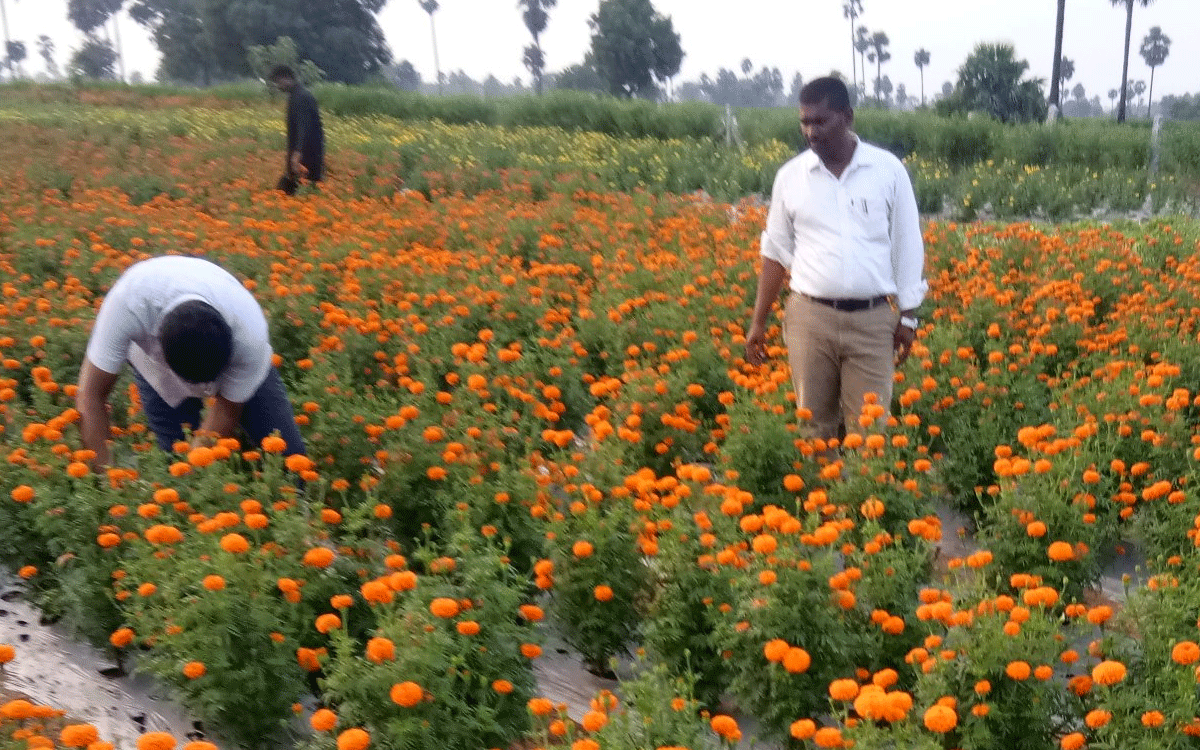 Munugode : జూన్ 3న మునుగోడులో ఉద్యానవన పంటల సాగుపై ఒకరోజు శిక్షణ