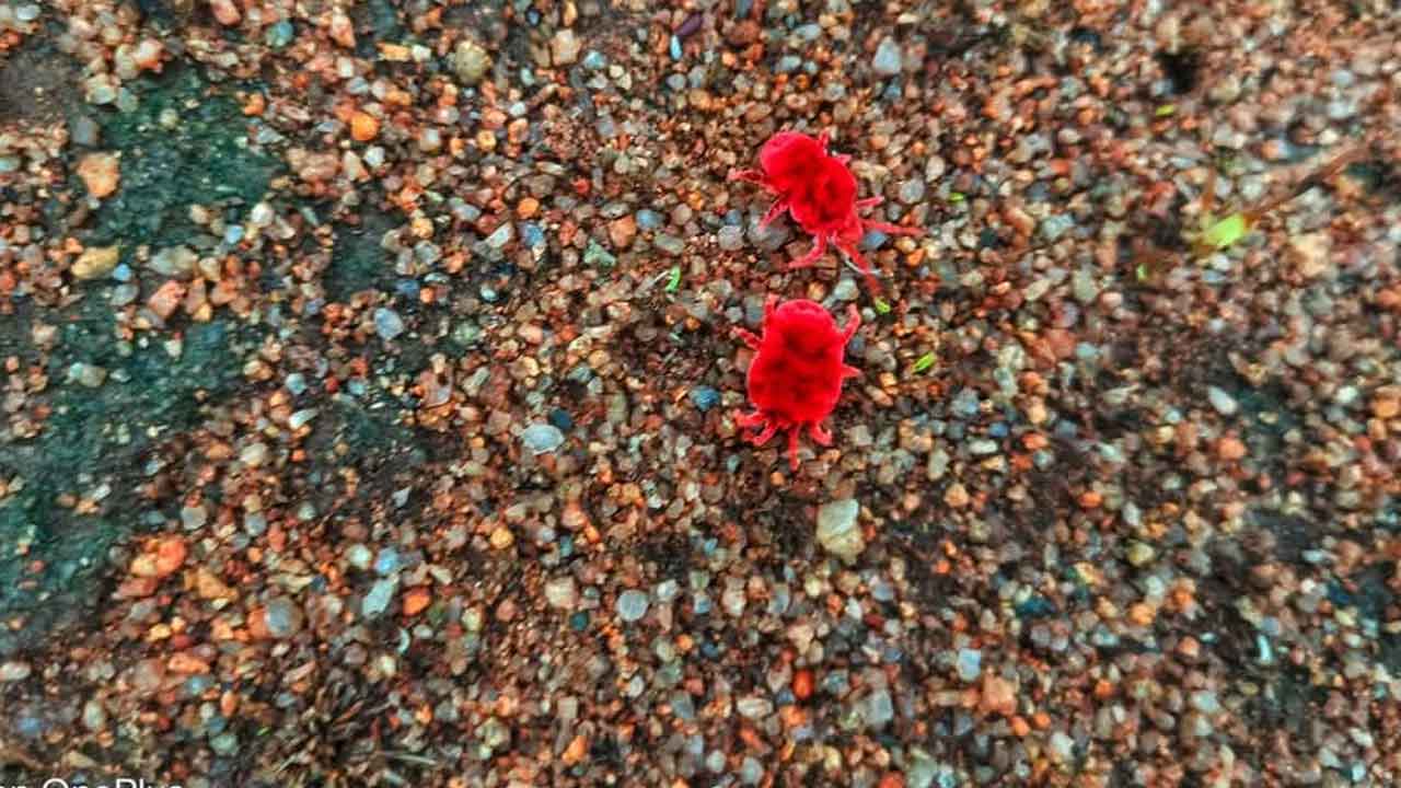 Red velvet mite | ముందే దర్శన మిచ్చిన ఆరుద్ర పురుగులు