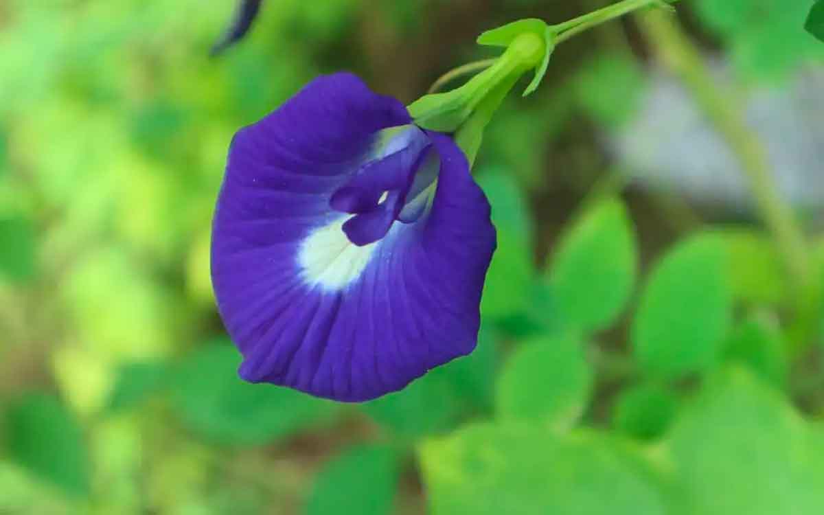 Shankhapushpi Flowers | మ‌న చుట్టూ ప‌రిస‌రాల్లోనే క‌నిపించే పువ్వులు ఇవి.. విడిచిపెట్ట‌కుండా తెచ్చి వాడండి.. ఎందుకంటే..?